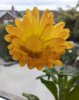 my little flower.jpg